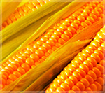 Corn