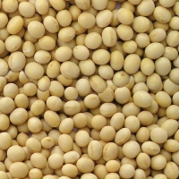 Soybean seeds